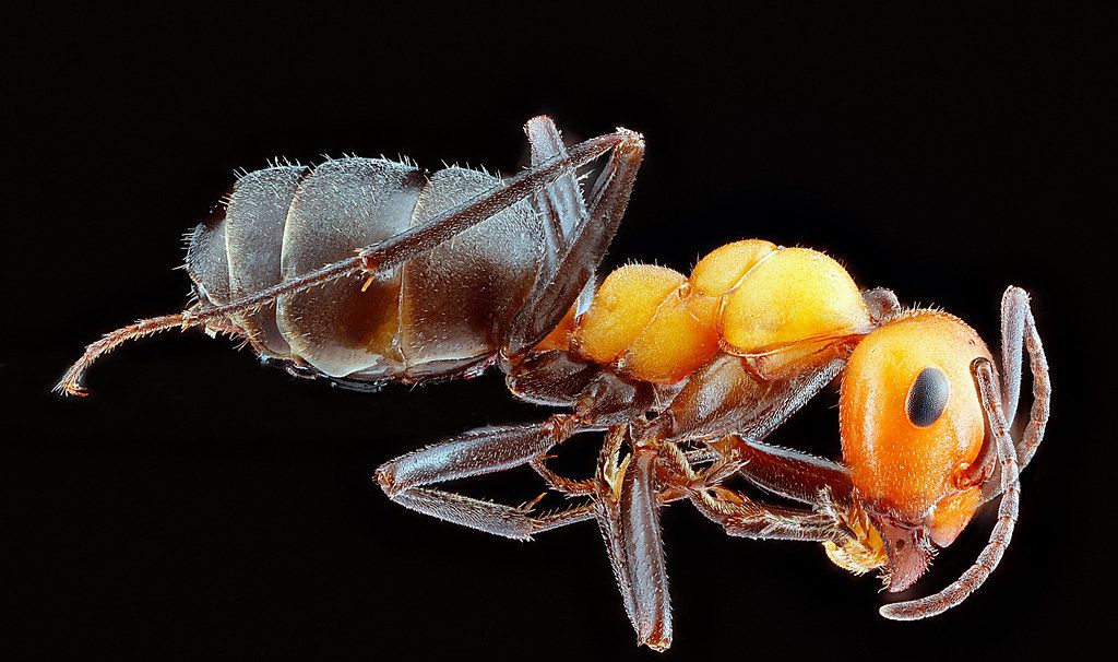Ant Control service in Decatur, AL