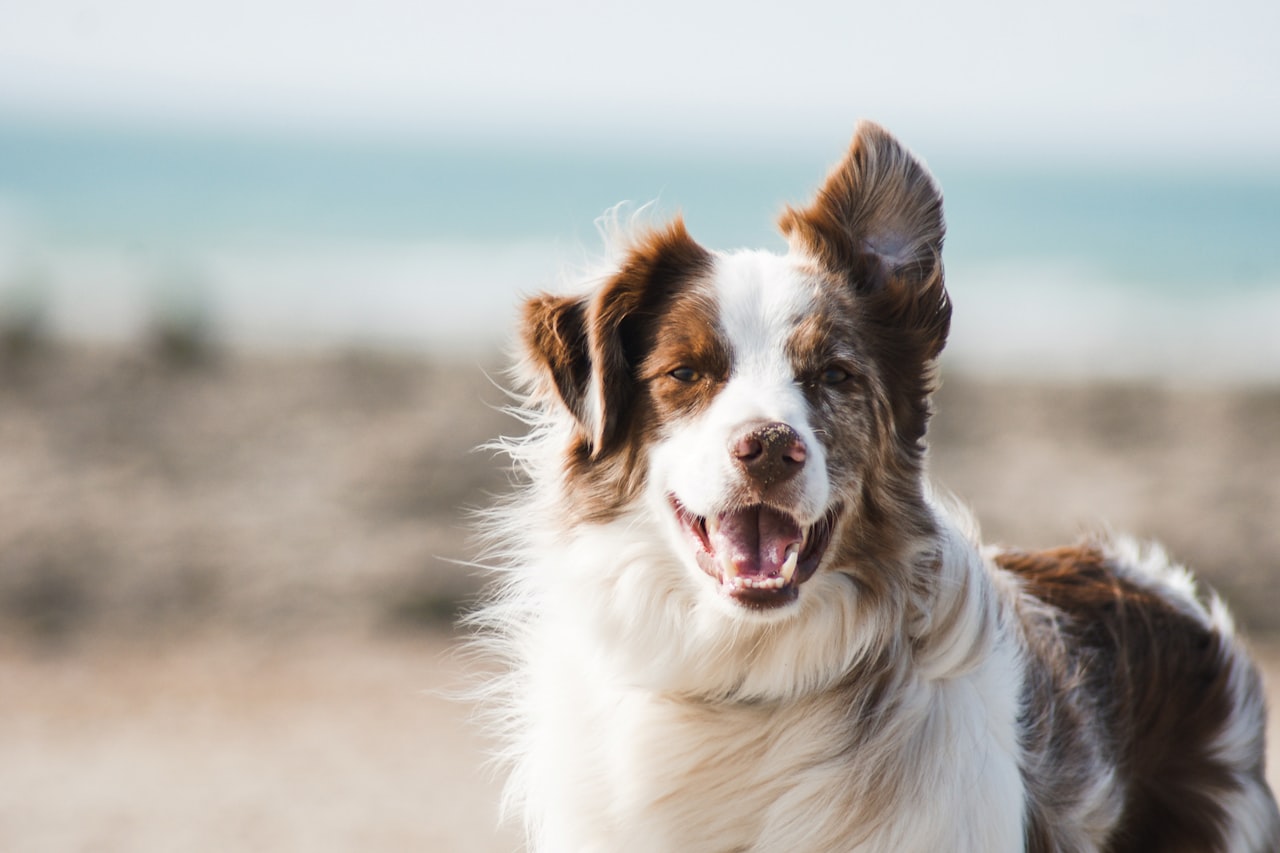 Flea & Tick Control service in Decatur, AL