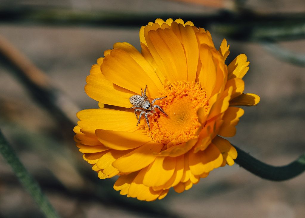 Spider Control service in Decatur, AL